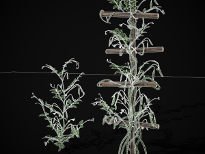 Peas Plant Model 3D