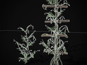 Peas Plant 3D Model