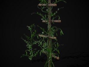 Peas Plant Model 3D