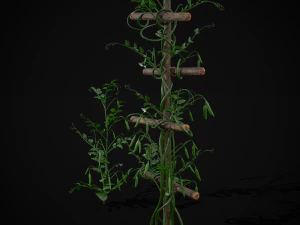 Peas Plant 3D Model