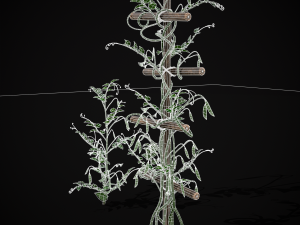 Peas Plant Model 3D
