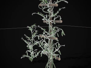 Peas Plant 3D Model
