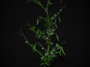 Peas Plant Model 3D