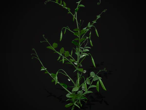 Peas Plant 3D Model