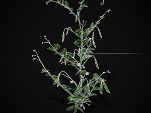 Peas Plant Model 3D