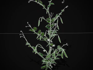 Peas Plant 3D Model