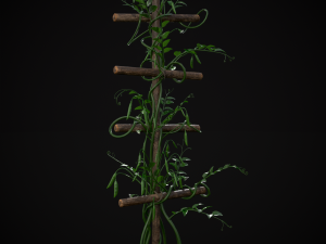 Peas Plant Model 3D