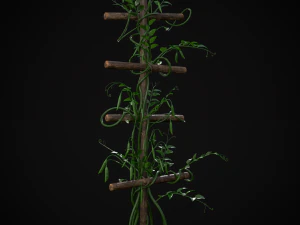 Peas Plant 3D Model