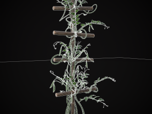 Peas Plant Model 3D