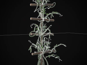 Peas Plant 3D Model