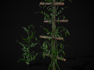 Peas Plant Model 3D