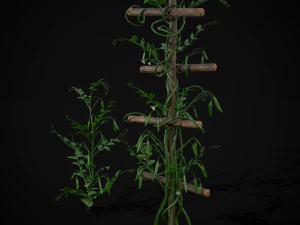 Peas Plant 3D Model