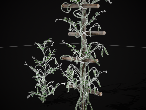 Peas Plant Model 3D