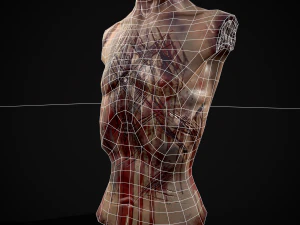 Severed Male Torso 3D Model