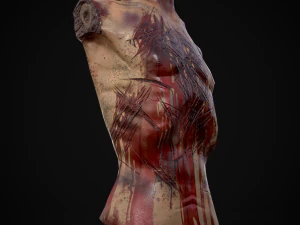 Severed Male Torso 3D Model