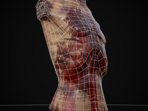 Severed Male Torso 3D Модель