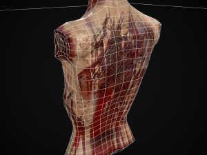 Severed Male Torso 3D Модель