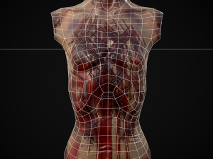 Severed Male Torso 3D Модель