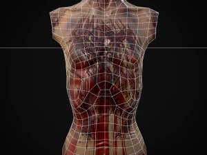 Severed Male Torso 3D Model