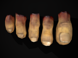 Severed Toes Set 3D Model