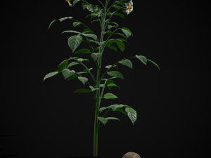 Potato Plant 3Dモデル