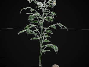 Potato Plant 3D Модель