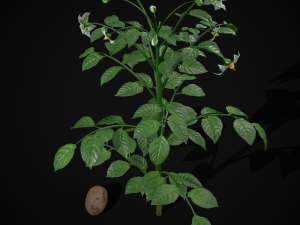 Potato Plant 3D Модель