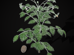 Potato Plant 3D Модель