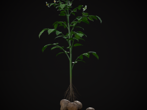 Potato Plant 3D Модель