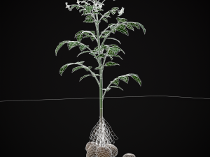 Potato Plant 3D Модель