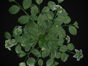 Potato Plant 3D Модель