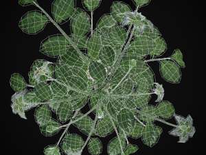 Potato Plant 3D Модель