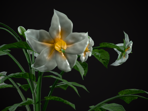 Potato Plant 3D Модель