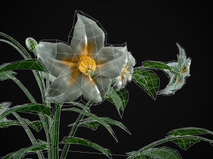 Potato Plant 3D Модель