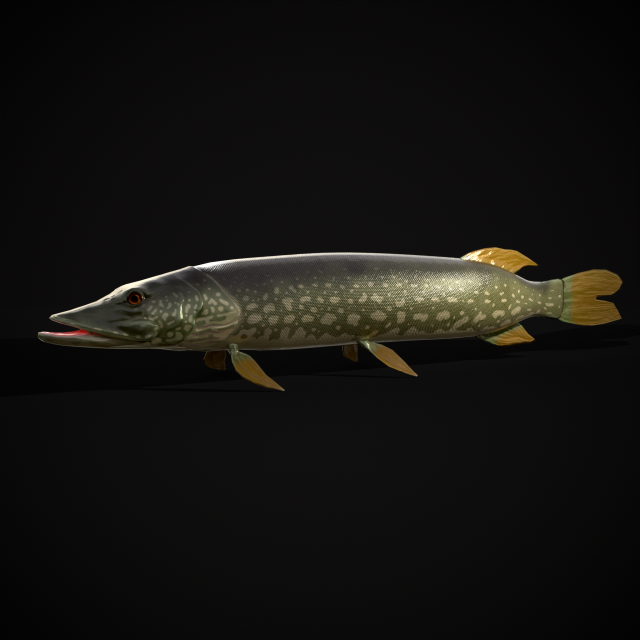 Northern Spotted Pike 3D Модель .c4d .max .obj .3ds .fbx .stl .blend 