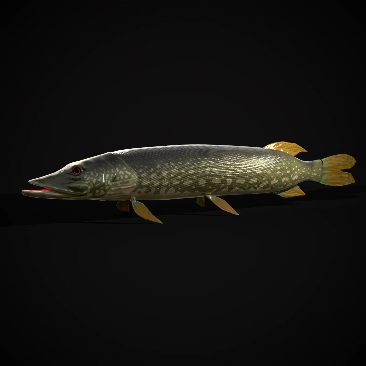 Northern Spotted Pike 3D Model .c4d .max .obj .3ds .fbx .stl .blend 