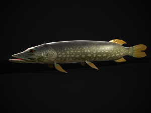 Northern Spotted Pike 3D Model