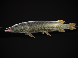 Northern Spotted Pike 3D Модель