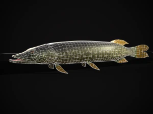 Northern Spotted Pike 3D Model