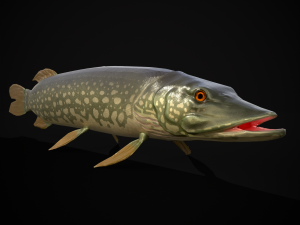 Northern Spotted Pike 3D Модель