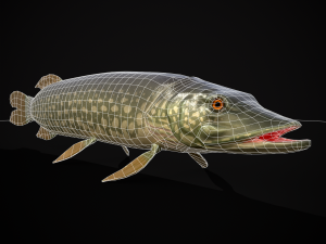 Northern Spotted Pike 3D Модель