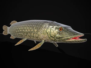 Northern Spotted Pike 3D Model
