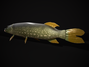 Northern Spotted Pike 3D Модель