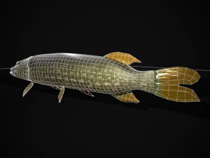 Northern Spotted Pike 3D Model