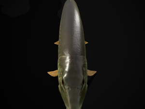 Northern Spotted Pike 3D Модель