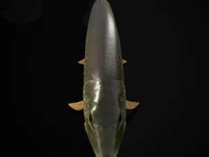 Northern Spotted Pike 3D Model