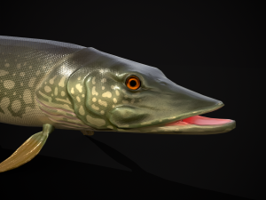Northern Spotted Pike 3D Модель
