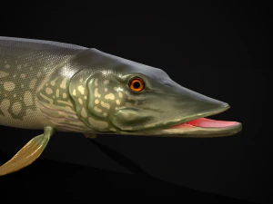Northern Spotted Pike 3D Model