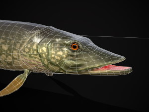 Northern Spotted Pike 3D Модель