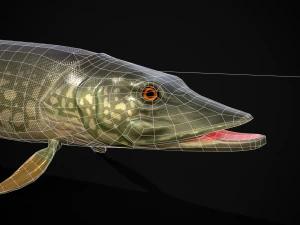 Northern Spotted Pike 3D Model
